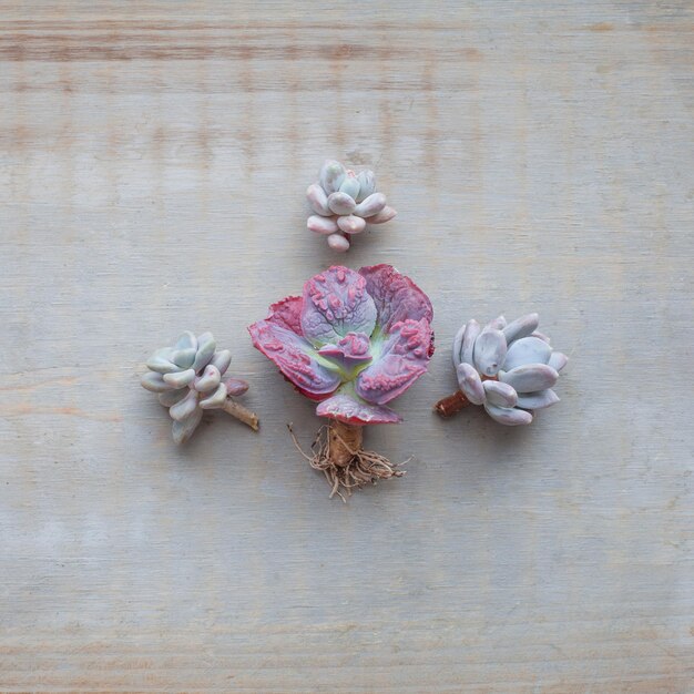 Kolekcja haftów w pastelowych kolorach